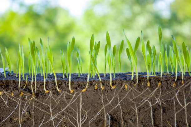 istock Young shoots of barley with roots blurred background. 1409913896