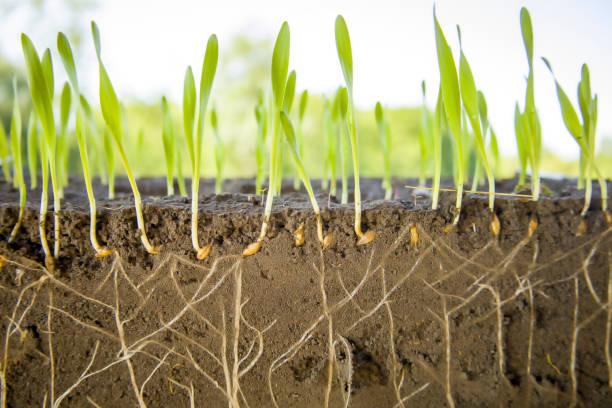 istock Young shoots of barley with roots blurred background. 1409914413