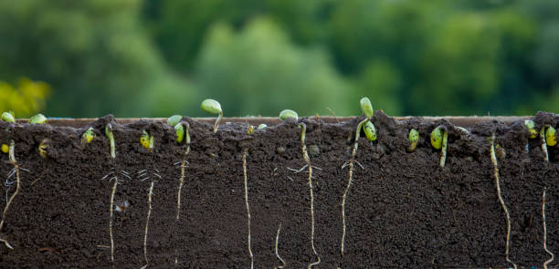istock Sprouted soybean shoots in soil with roots. Blurred background. 1409914469