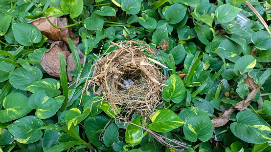 Bird eggs in a bird's nest that fell on the green vines