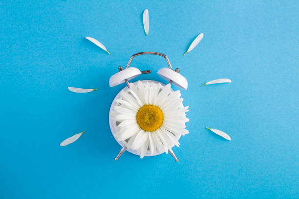istock Chamomile on the white alarm clock face on the blue background. Copy space. Top view. 1409916513