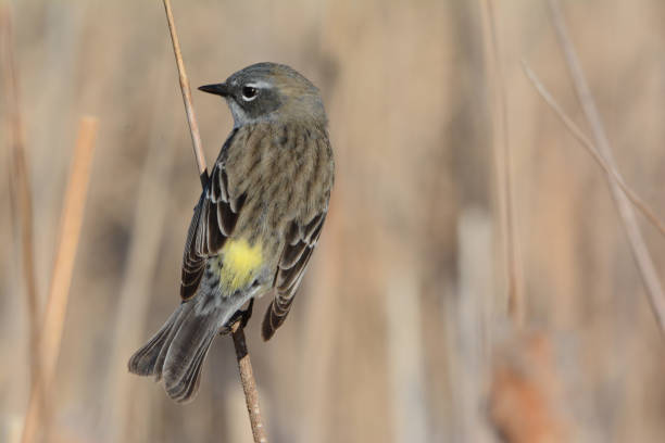 istock Myrtle Warbler Perching In Wetland Habitat 1409917923