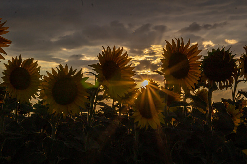 nature sun sunset sunflowers green grass
