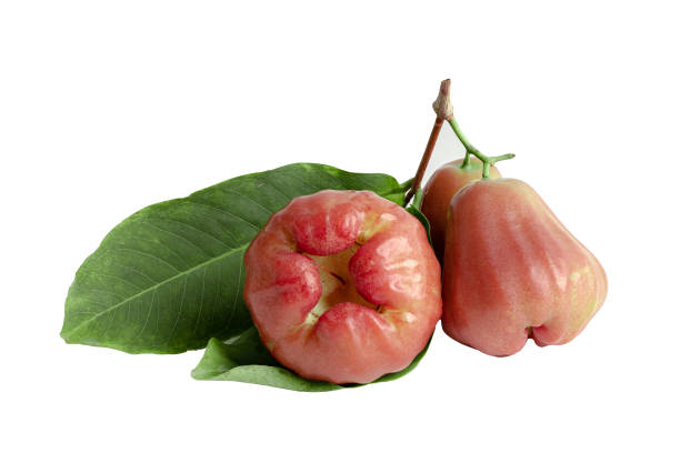 Rose apple, chophu, pink apple eugenia isolated on white background with clipping path. Rose apple, chophu, pink apple eugenia isolated on white background with clipping path. water apple stock pictures, royalty-free photos & images