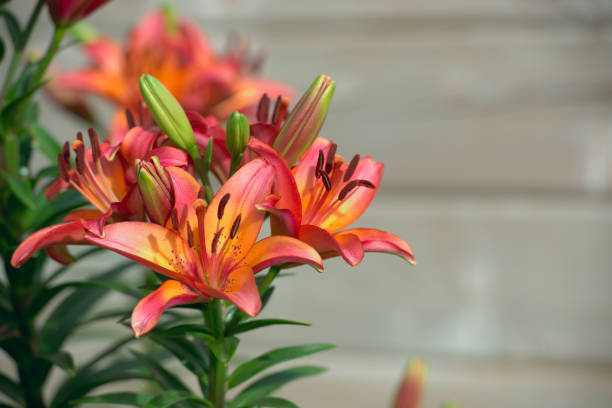 istock Orange-red royal lilies 1409919442