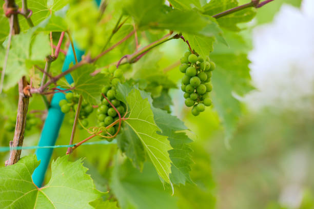 Bunches of green grapes on the vine. Summer photo.