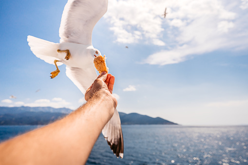 Young man feeding the seagull on the sea on a hot summer day in Thasos, Greece.