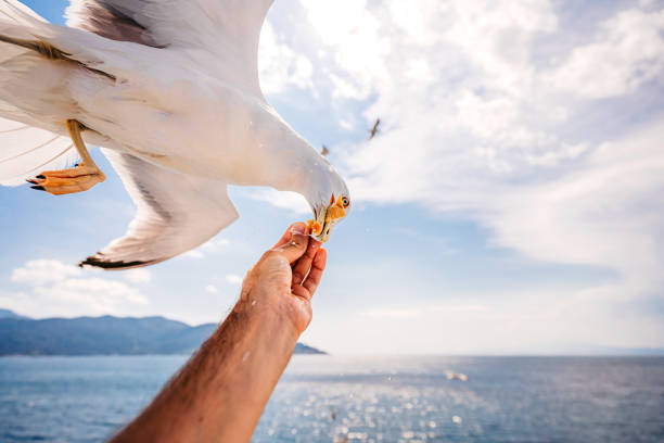 istock Feeding The Seagull At Sea 1409919501