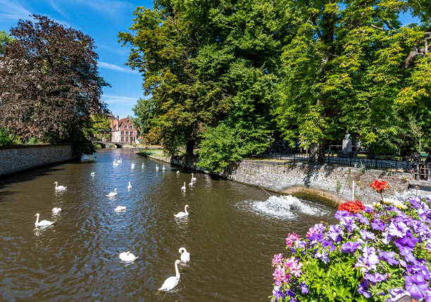istock Swans on the canal in Bruges 1409919784