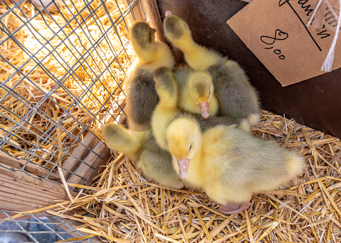 Baby ducklings for sale in a market