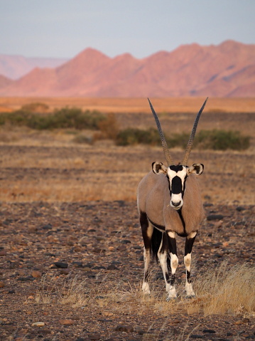 Gemsbok looks down at the Mokala National Park in the summer.