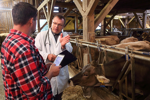 Farmer and veterinarian talking in a barn with cows in the back.