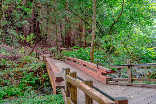 Bridge 1, Main Trail of the Muir Woods National Monument on Mount Tamalpais, in Marin County, CA, USA. The parkland is part of the Golden Gate National Recreation Area.