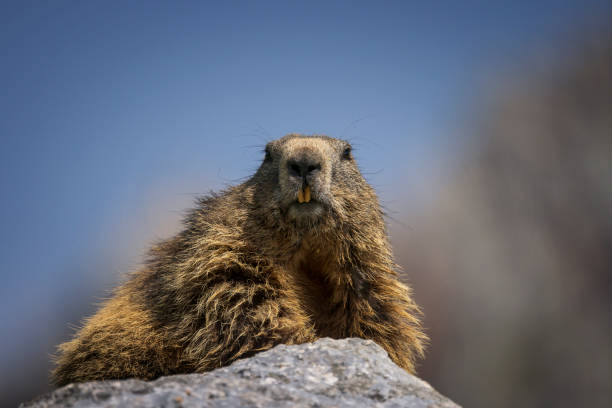 Austria, Salzburg, Woodchuck, Standing, Alpine Marmot