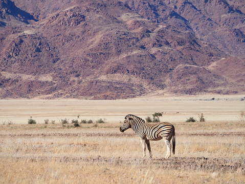 Hartmann's mountain zebra (Equus zebra hartmannae) in Namib-Naukluft National Park, Namibia