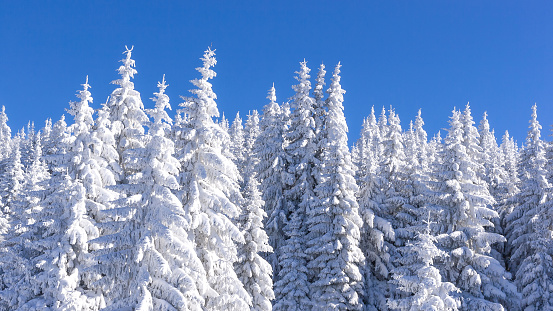 Winter vacation banner background with pine trees covered by heavy snow against blue sky with copy space