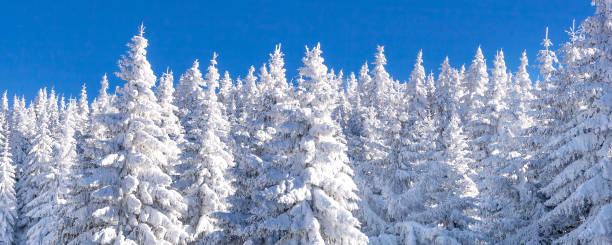 istock pine trees covered by heavy snow banner 1409921785