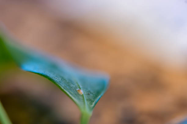 Focus on a single pest scale insect on an indoor houseplant leaf.