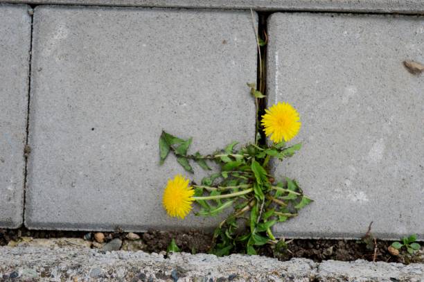 istock two yellow dandelions in concrete 1409922763