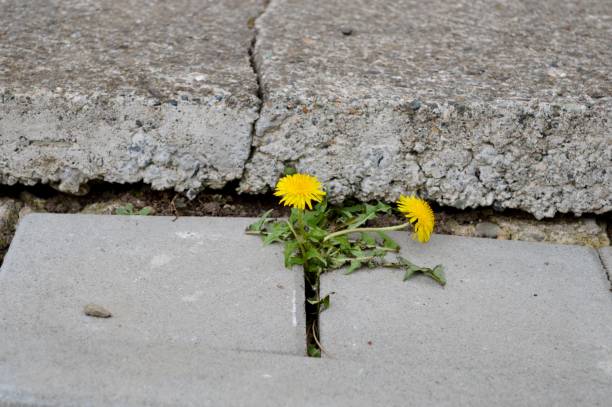 istock two yellow dandelions in concrete 1409922877