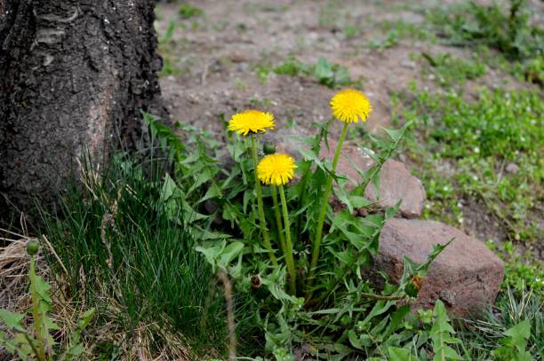 istock yellow dandelion in the meadow 1409922878