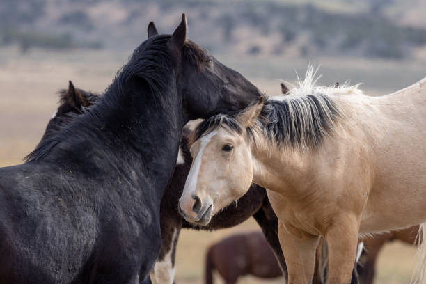istock Wild Horses in the Utah Desert 1409922990