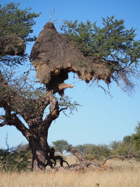 istock A large nest of sociable weavers  (Philetairus socius) on a tree 1409923826