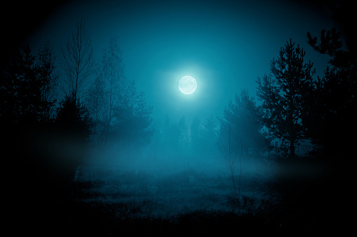 Spooky night foggy forest under the night sky with a full moon in cold blue tones. Halloween backdrop.