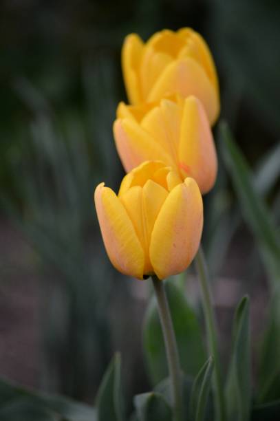 istock yellow tulips in spring in the yard 1409925012
