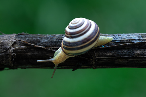 Close-up of beautiful grape snail Helix pomatia, Roman snail, Burgundy snail, edible snail or escargot in natural habitat.