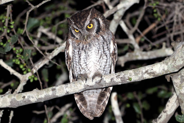 istock Tropical Screech-Owl (Megascops choliba) perched on a tree. night photo 1409925271