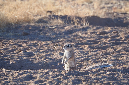 meerkat on the lookout for predators