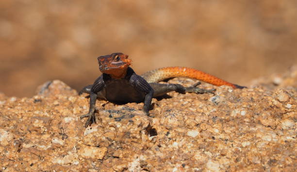 istock male Namib rock agama (Agama planiceps) 1409926320