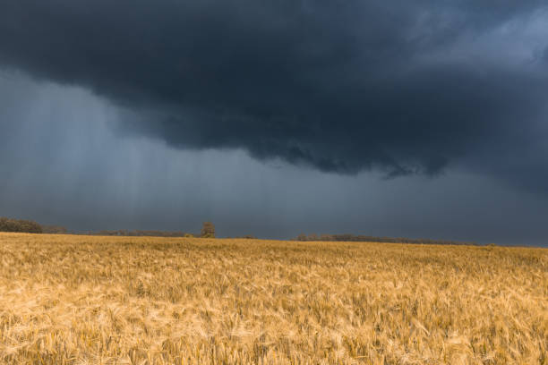 istock Golden wheat field under dramatic stormy rainy sky. 1409926670
