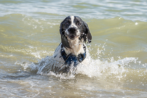 A working cocker spaniel enjoys playing in the sea at Brighton beach in Sussex, England