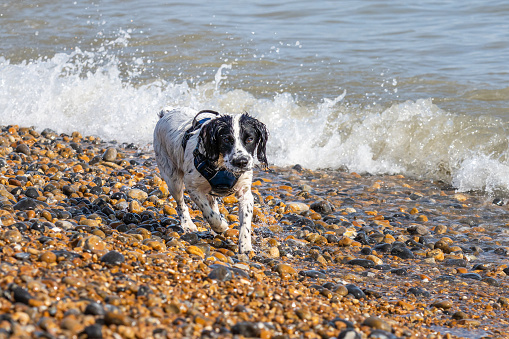 A working cocker spaniel enjoys playing in the sea at Brighton beach in Sussex, England