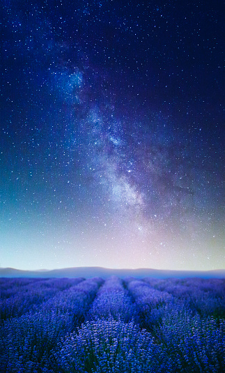 Lavender field at night under the stars and Milky Way.