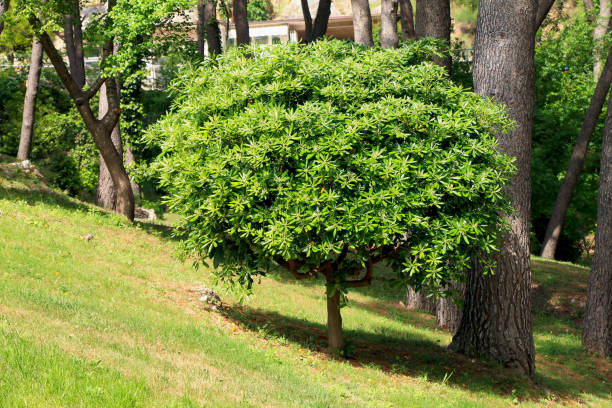 Small green tree in park stock photo