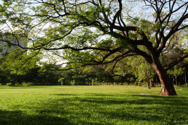 Public park in the morning of summer season with beautiful weather and the fields of green lawns and big green trees.