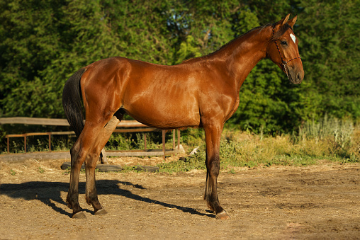 Bright portrait of a bay horse