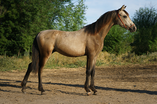 Welsh pony foal of tan color in conformation stance