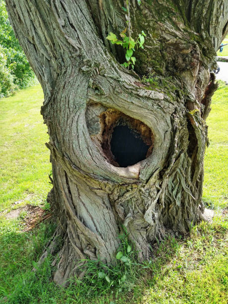vista en perspectiva de deep knot into tree hollow - tree hole bark brown fotografías e imágenes de stock