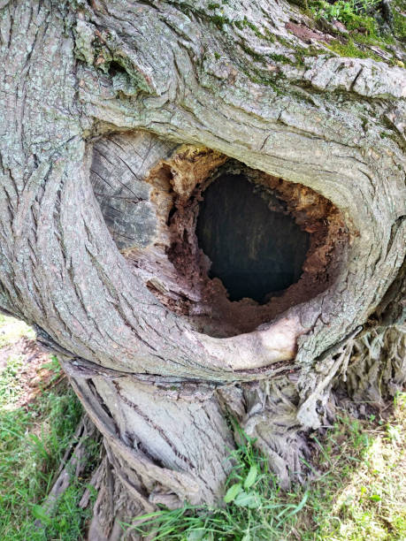 vista de media distancia de deep knot en el árbol hollow - tree hole bark brown fotografías e imágenes de stock