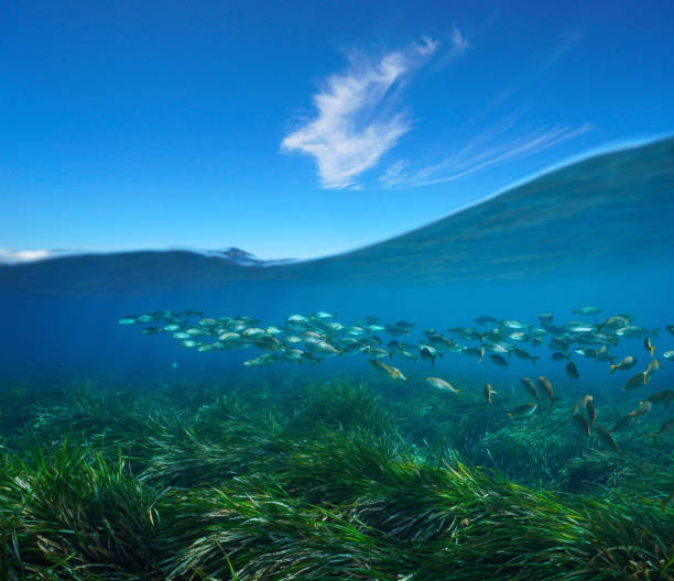 Seagrass with fish underwater sea and blue sky over under water