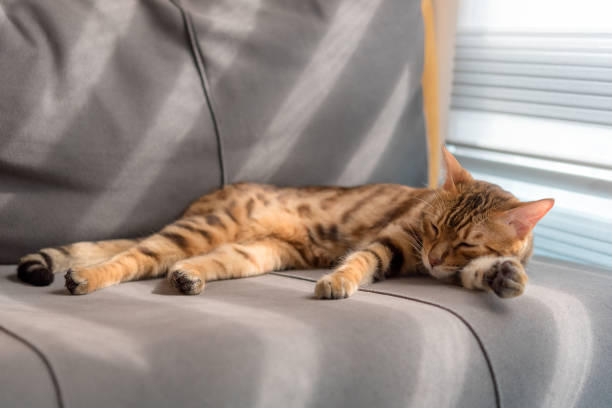 istock Domestic bengal cat sleeps on the couch. 1409931001