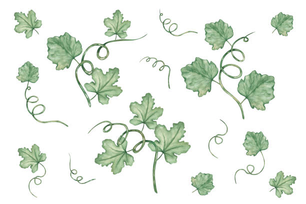 illustrations, cliparts, dessins animés et icônes de illustration à l’aquarelle de branche verte peinte à la main avec des feuilles et des vrilles. nature estivale et printanière. récolte d’automne des légumes. clip art isolé pour la fabrication de cartes, d’imprimés, de motifs textiles - autumn pumpkin flower food