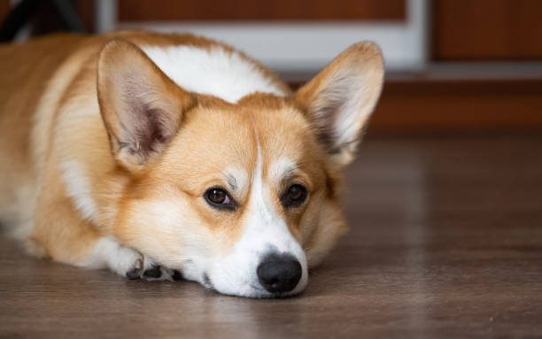 istock portrait of welsh corgi pembroke 1409931218