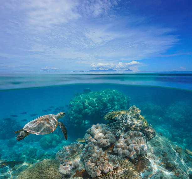 열대 바다 풍경 산호초 수중과 수평선의 섬 - sea turtle coral turtle green sea turtle 뉴스 사진 이미지