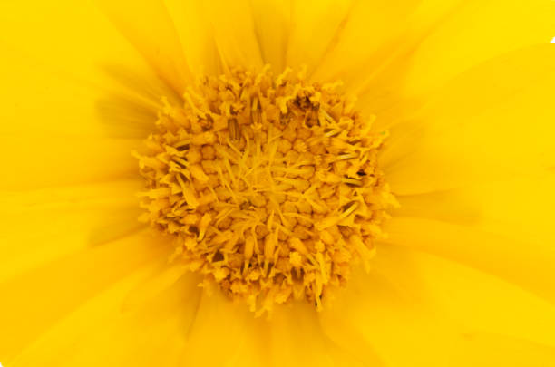 yellow flower background close-up macro