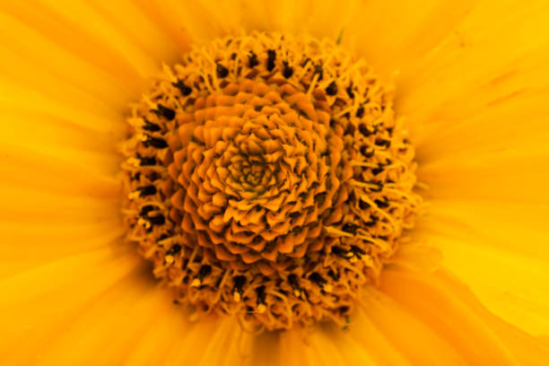 yellow flower background close-up macro